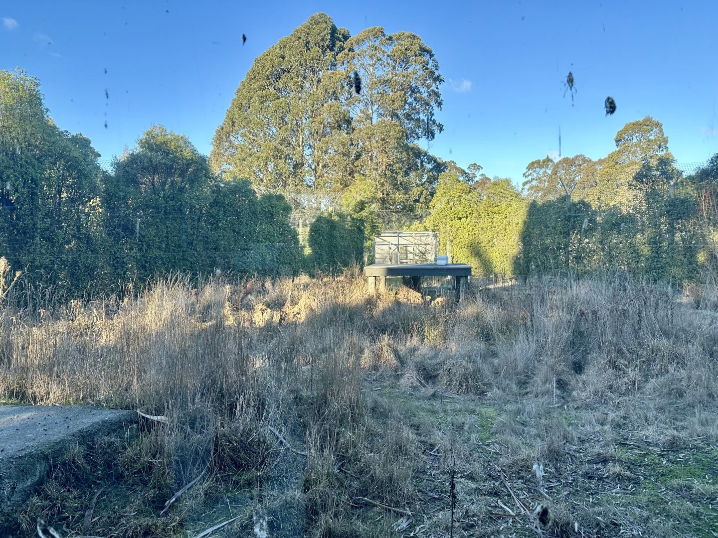 Sumatran Tiger Exhibit 2