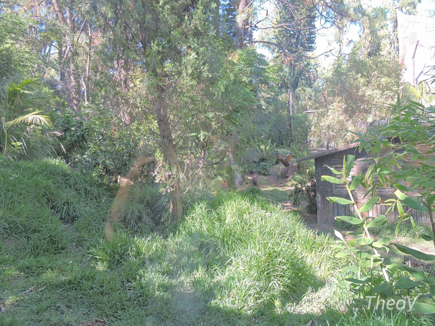 Sumatran tiger exhibit [2015]