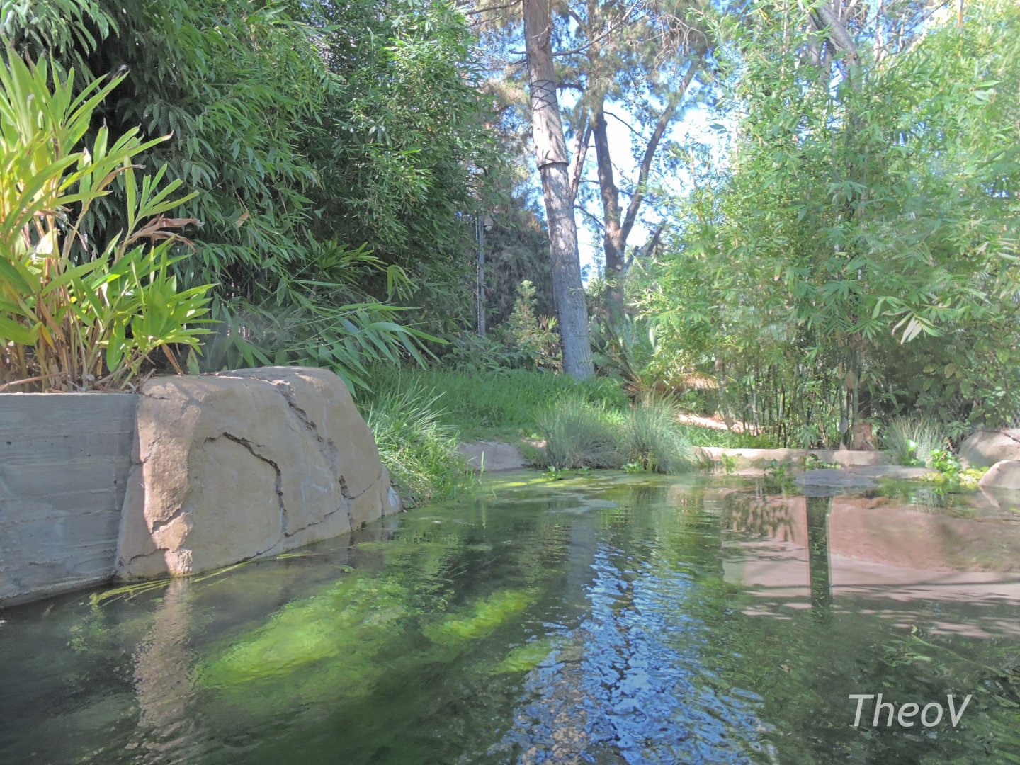 Sumatran tiger exhibit [2015]