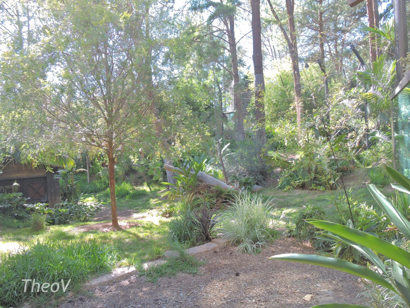 Sumatran tiger exhibit [2015]