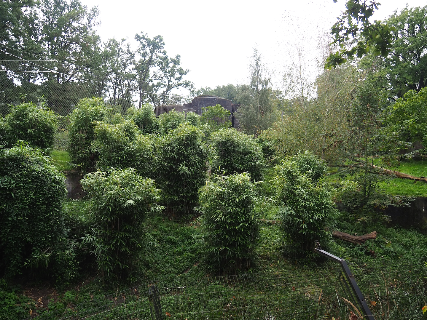 Sumatran tiger exhibit, 2023-10-07