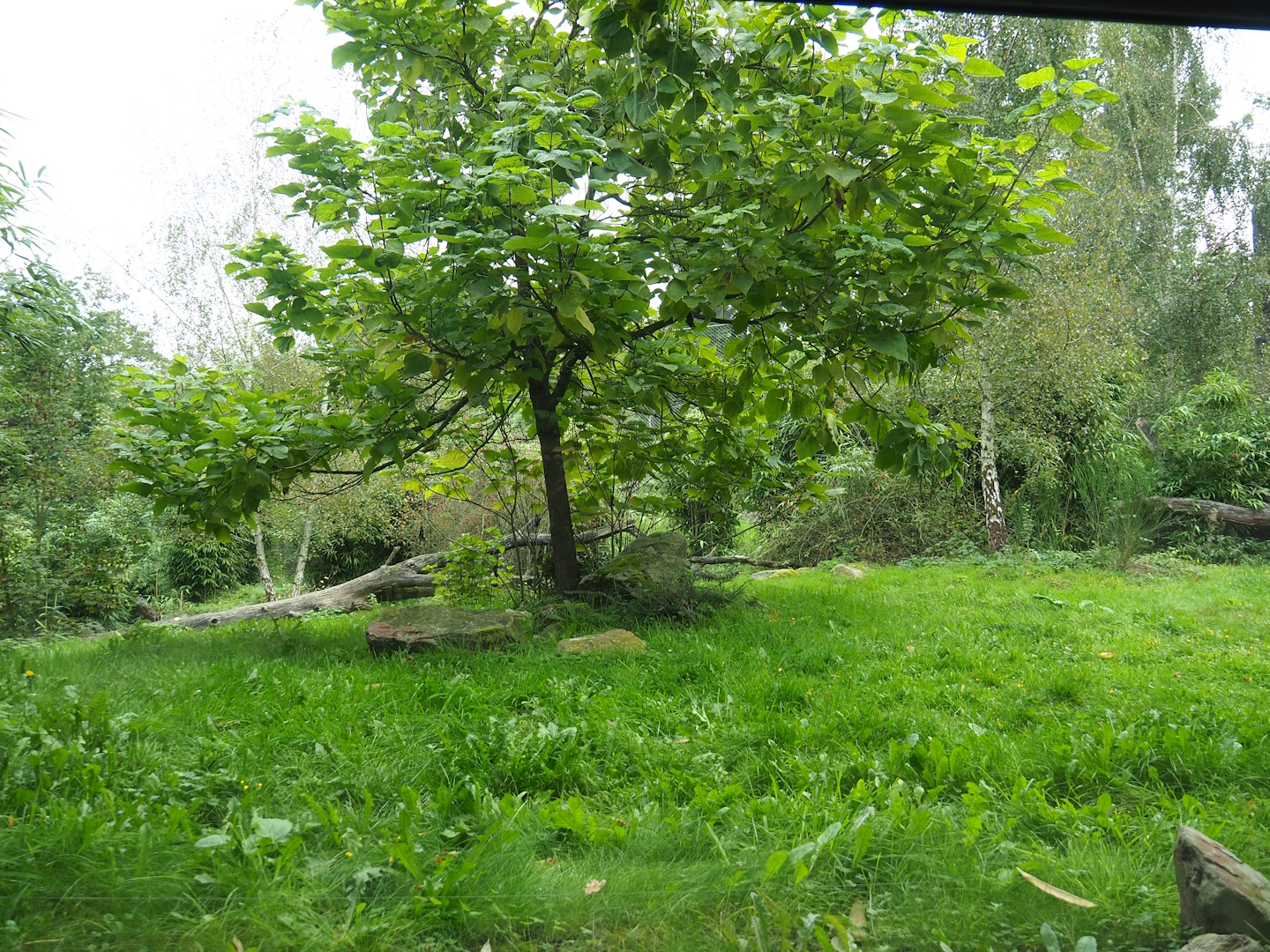 Sumatran tiger exhibit, 2023-10-07