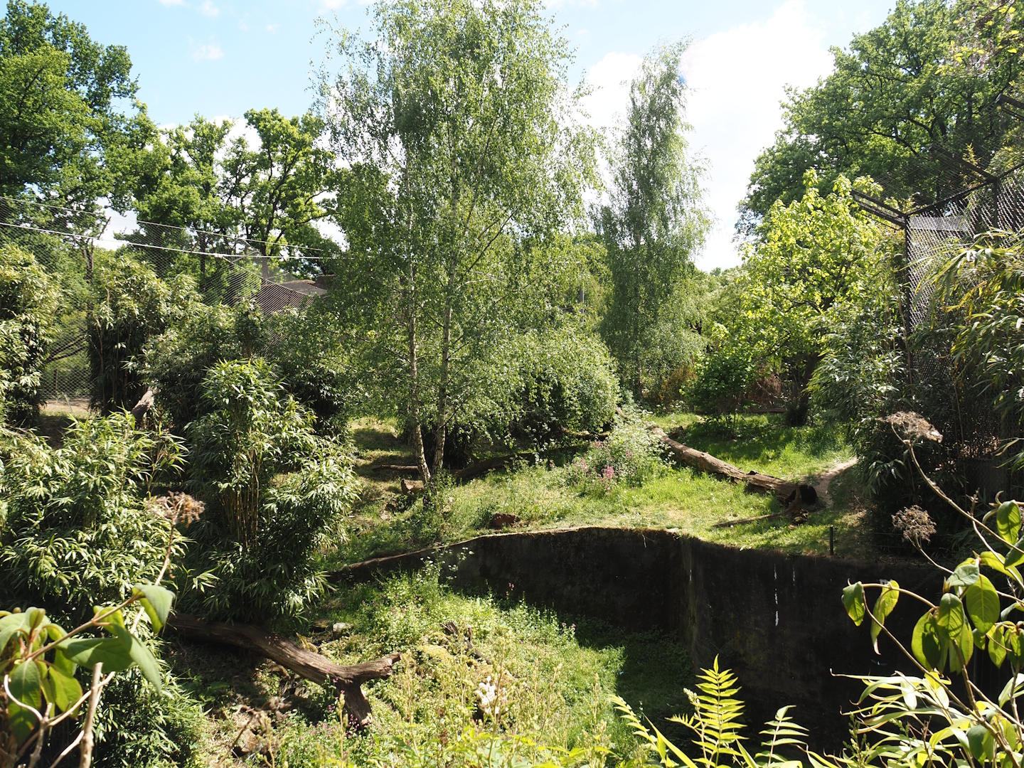 Sumatran tiger exhibit, 2025-05-17