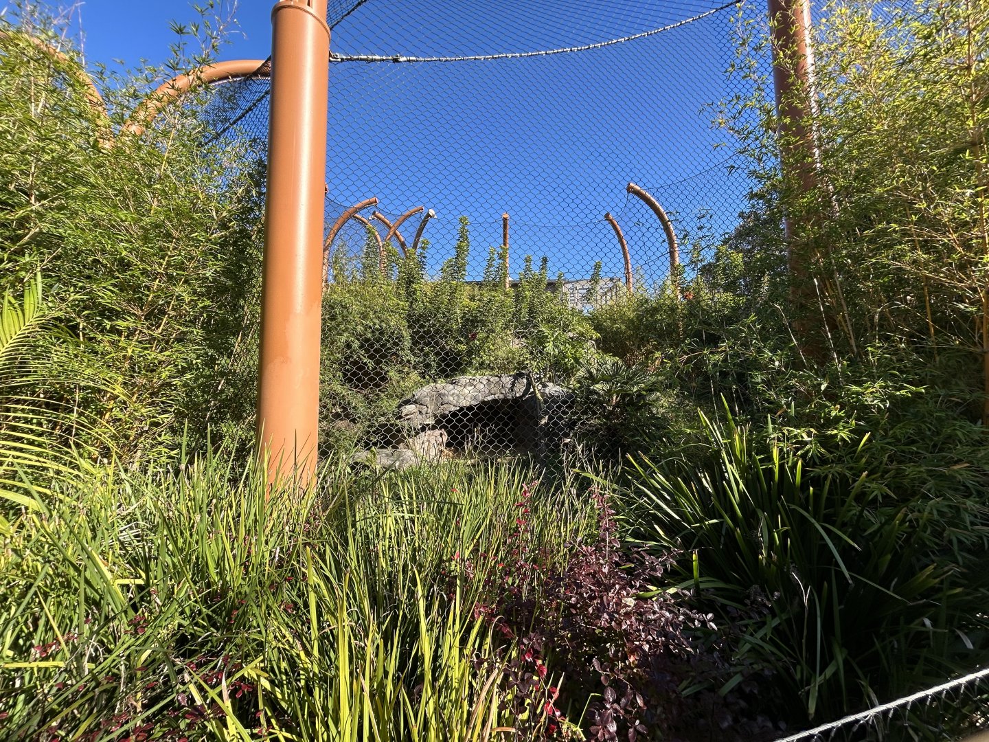 Sumatran Tiger Exhibit #3 - Southeast Asian Jungle Track