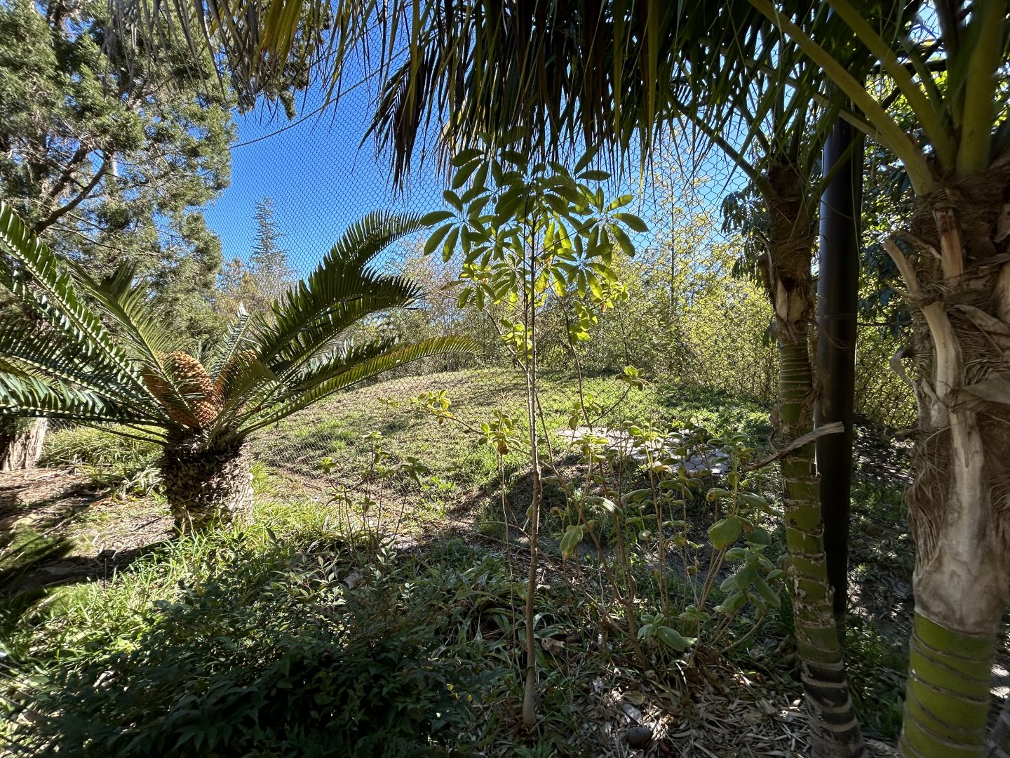 Sumatran Tiger Exhibit #3 - Tiger Trail