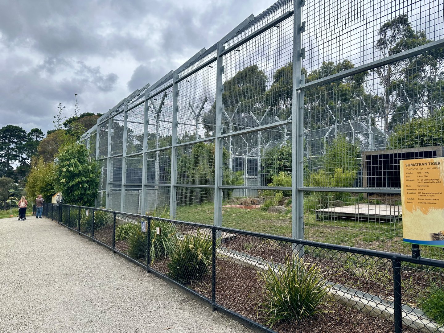 Sumatran Tiger Exhibit 3