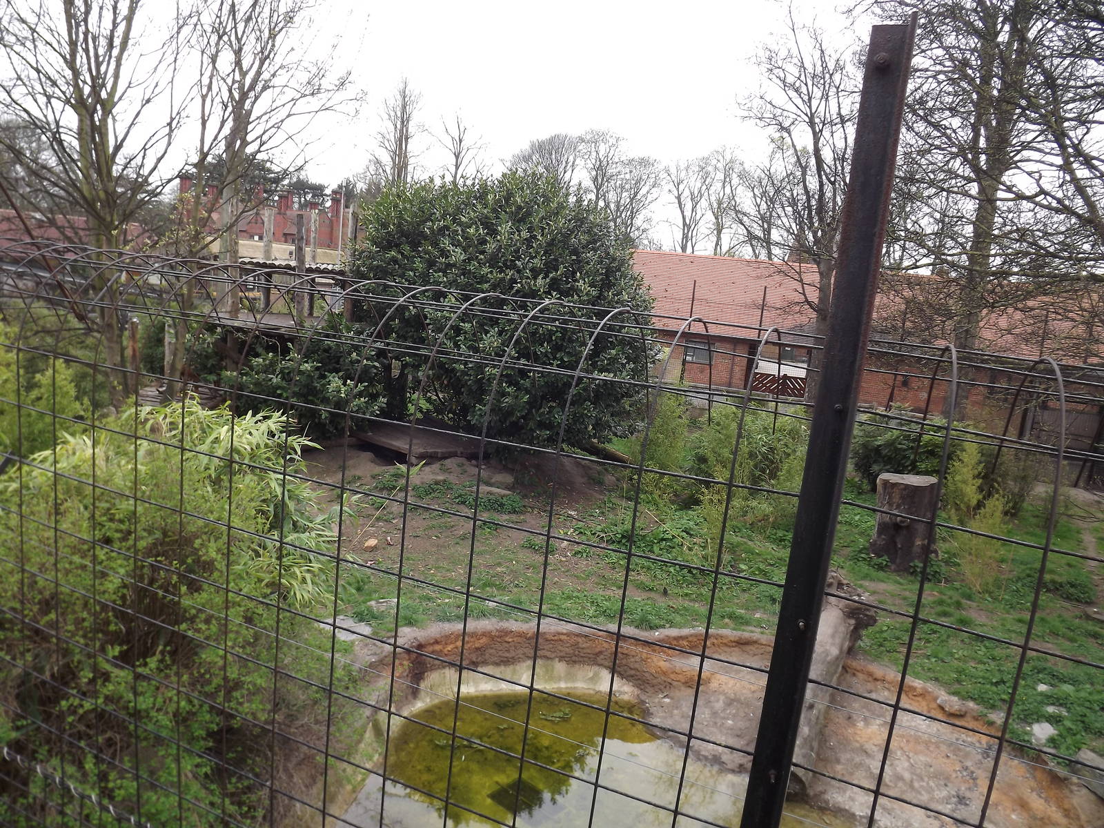 Sumatran Tiger exhibit at Chester Zoo 31/03/12