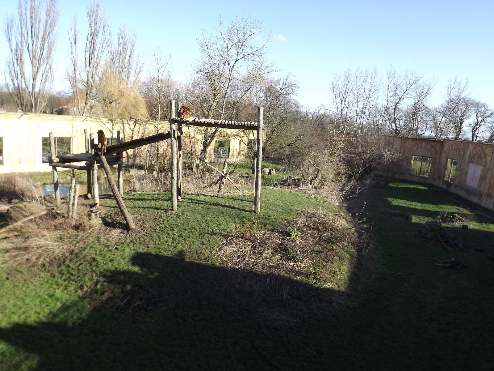 Sumatran Tiger exhibit at Flamingoland 19/02/12