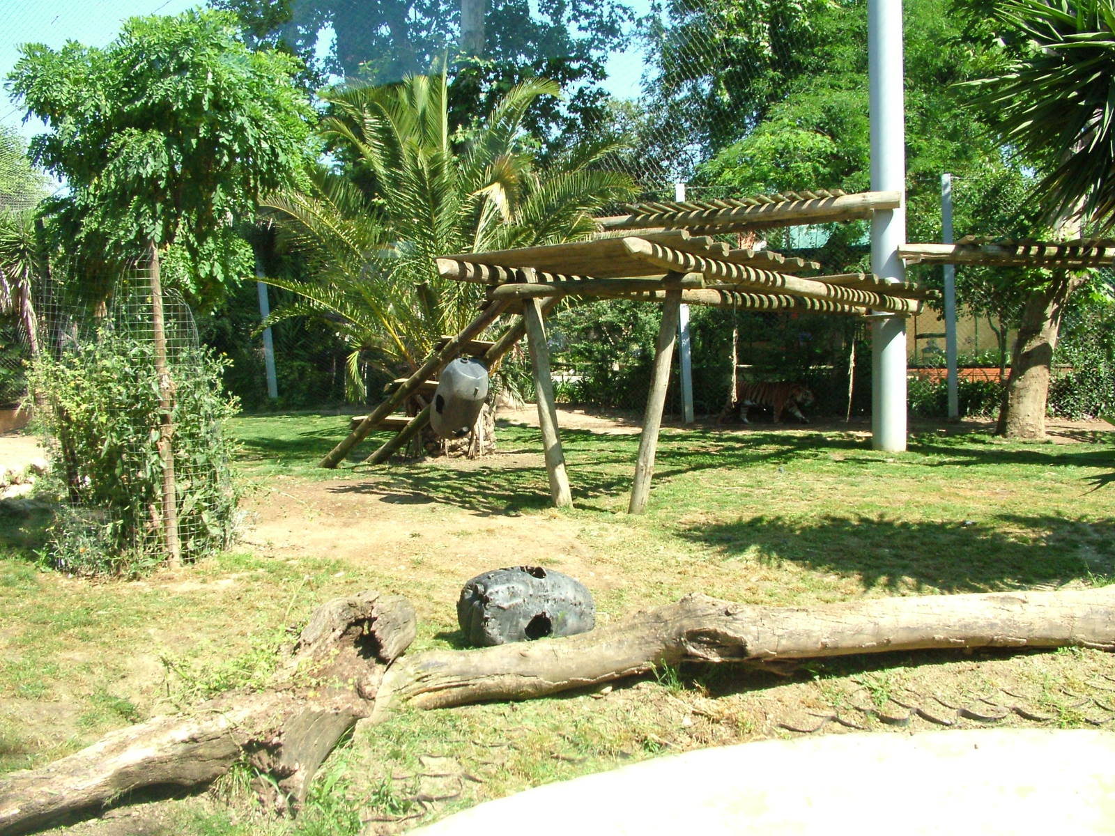 Sumatran Tiger Exhibit at Lisbon Zoo, 24/05/11