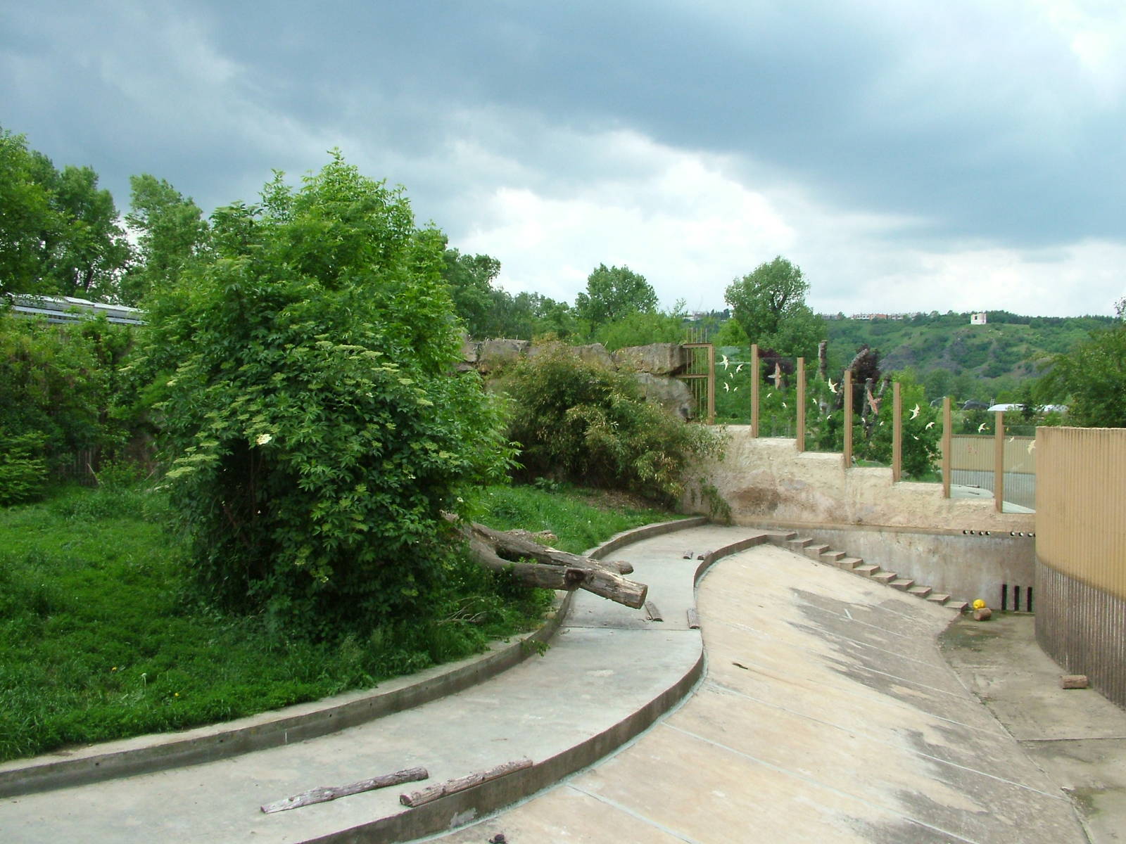 Sumatran Tiger exhibit at Prague, 24/05/10