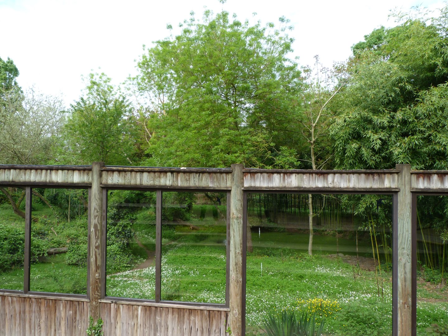 Sumatran tiger exhibit -Bioparc de Doué la Fontaine (2025)