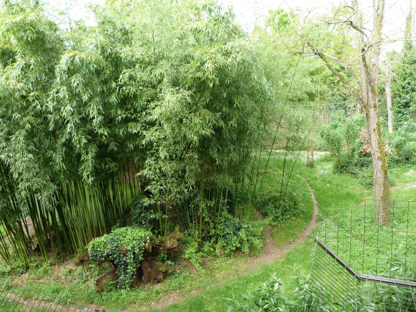 Sumatran tiger exhibit -Bioparc de Doué la Fontaine (2025)