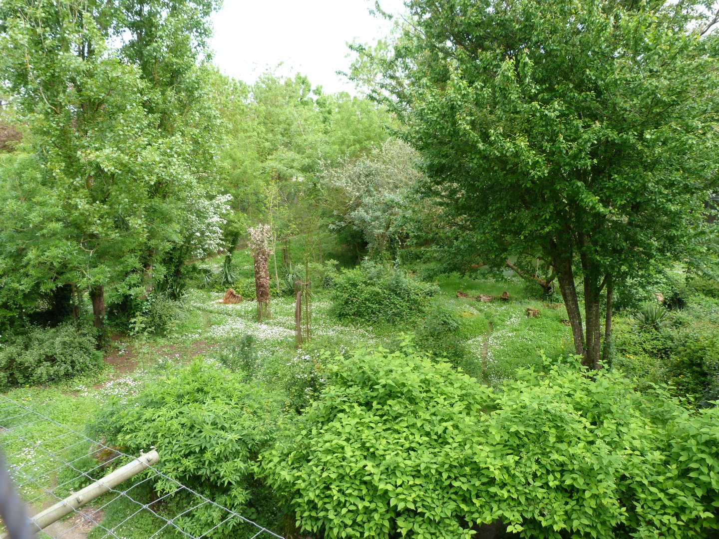 Sumatran tiger exhibit -Bioparc de Doué la Fontaine (2025)