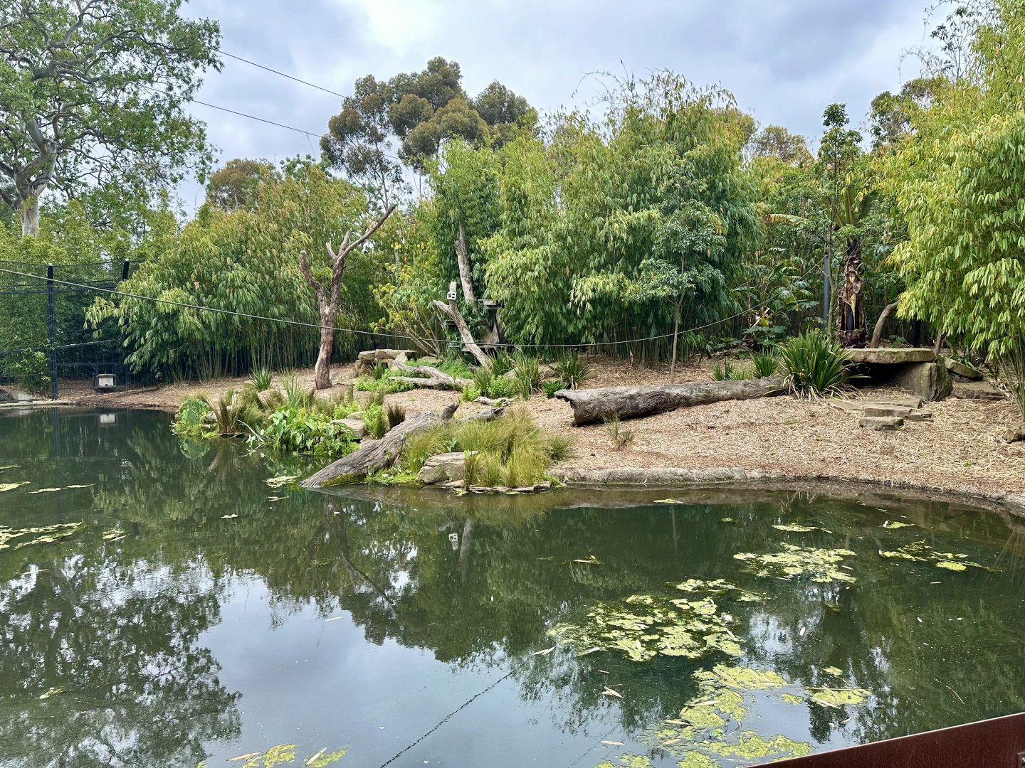 Sumatran Tiger Exhibit (Carnivores)