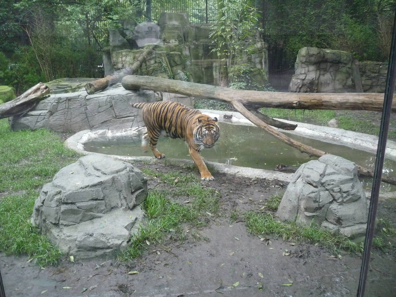 sumatran tiger exhibit chapultepec zoo