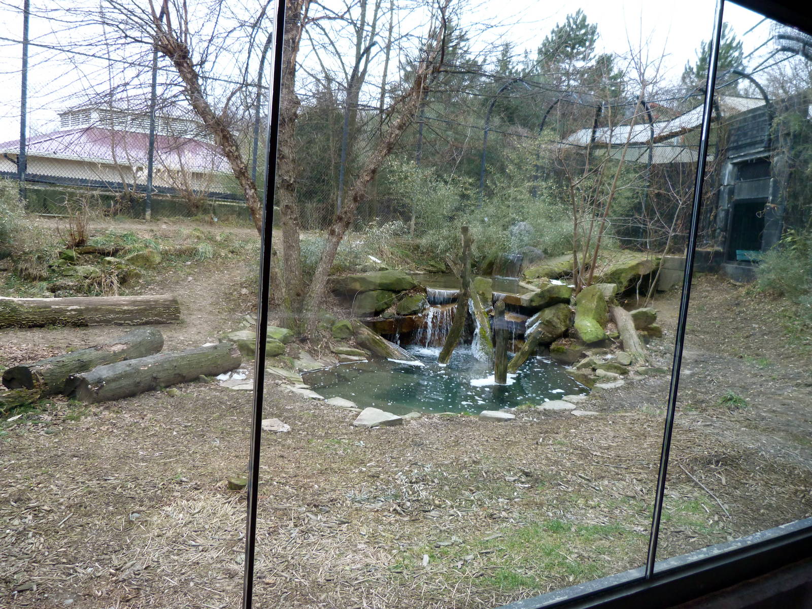 Sumatran Tiger Exhibit - January 2014