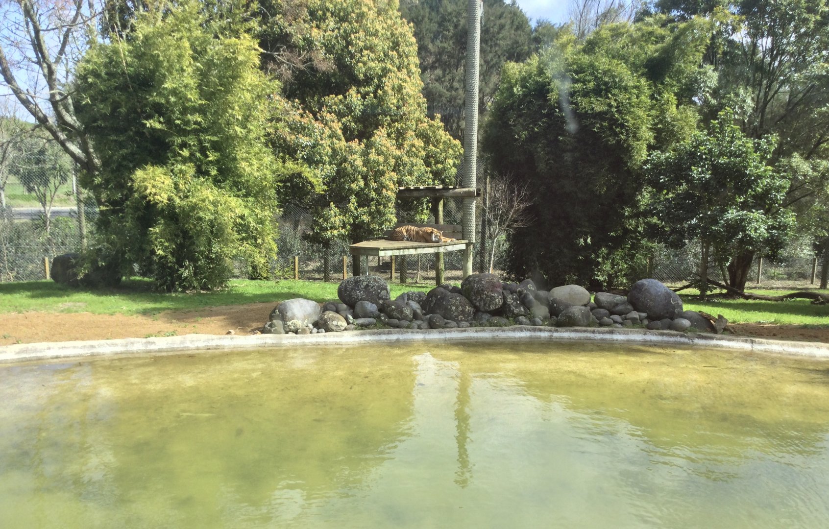 Sumatran Tiger Exhibit (Large)