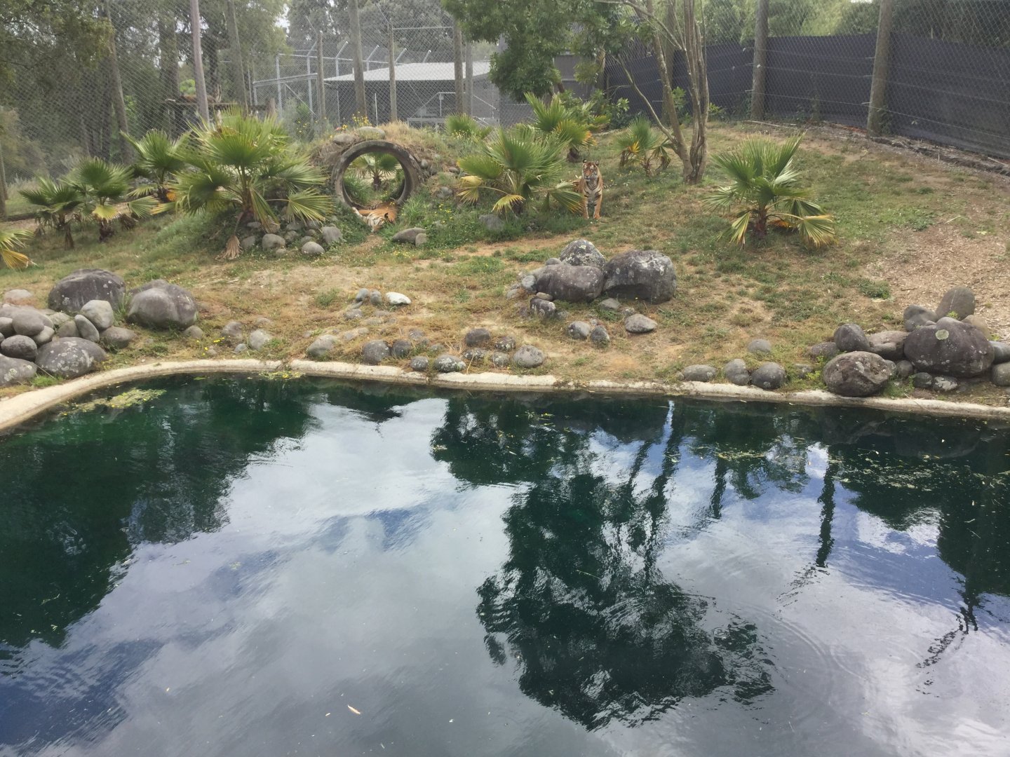 Sumatran Tiger Exhibit (Main Exhibit)