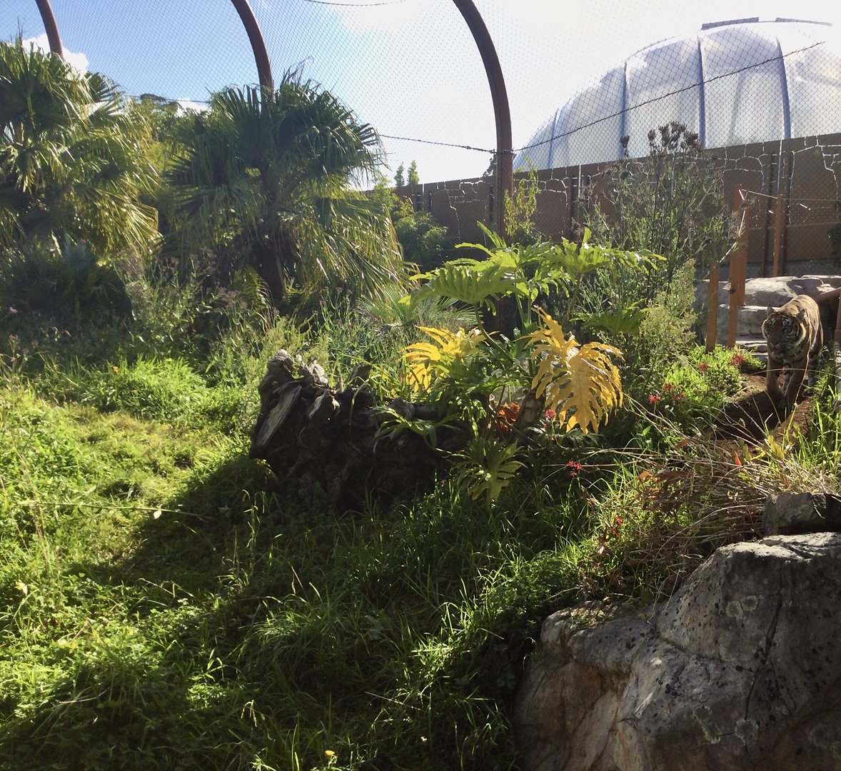 Sumatran Tiger Exhibit (Medium) - Zayana Patrolling