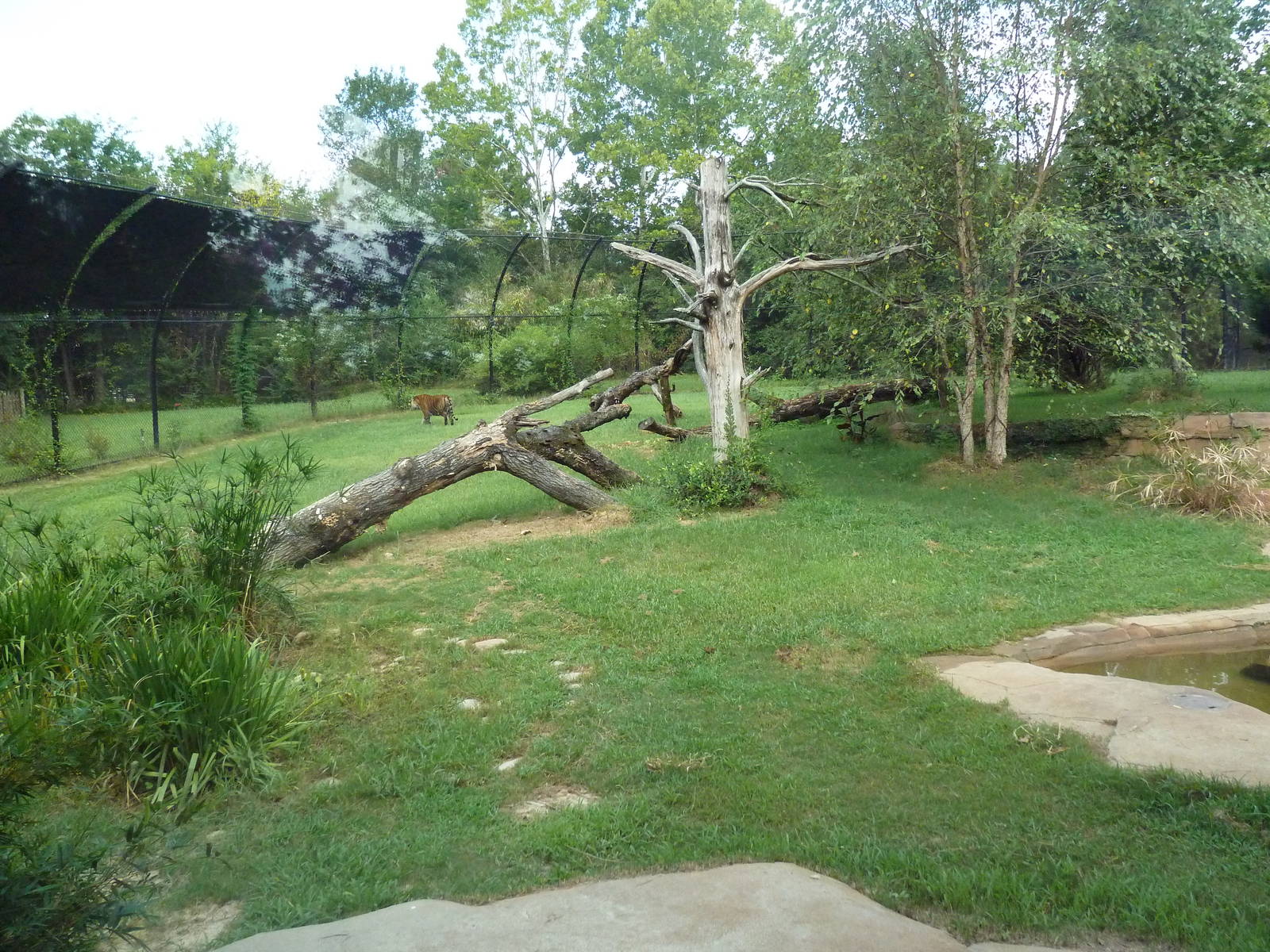 Sumatran Tiger Exhibit (New in 2010)