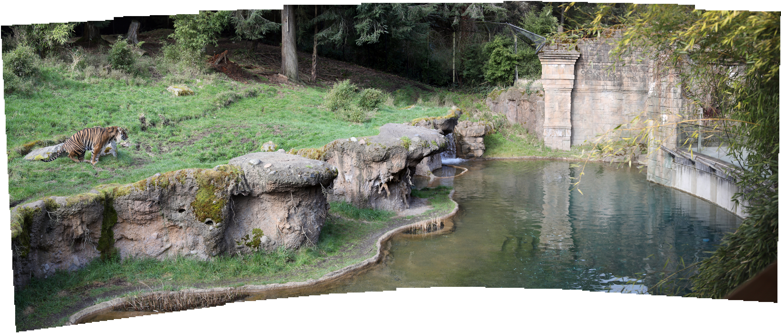 Sumatran tiger exhibit (pano composite)