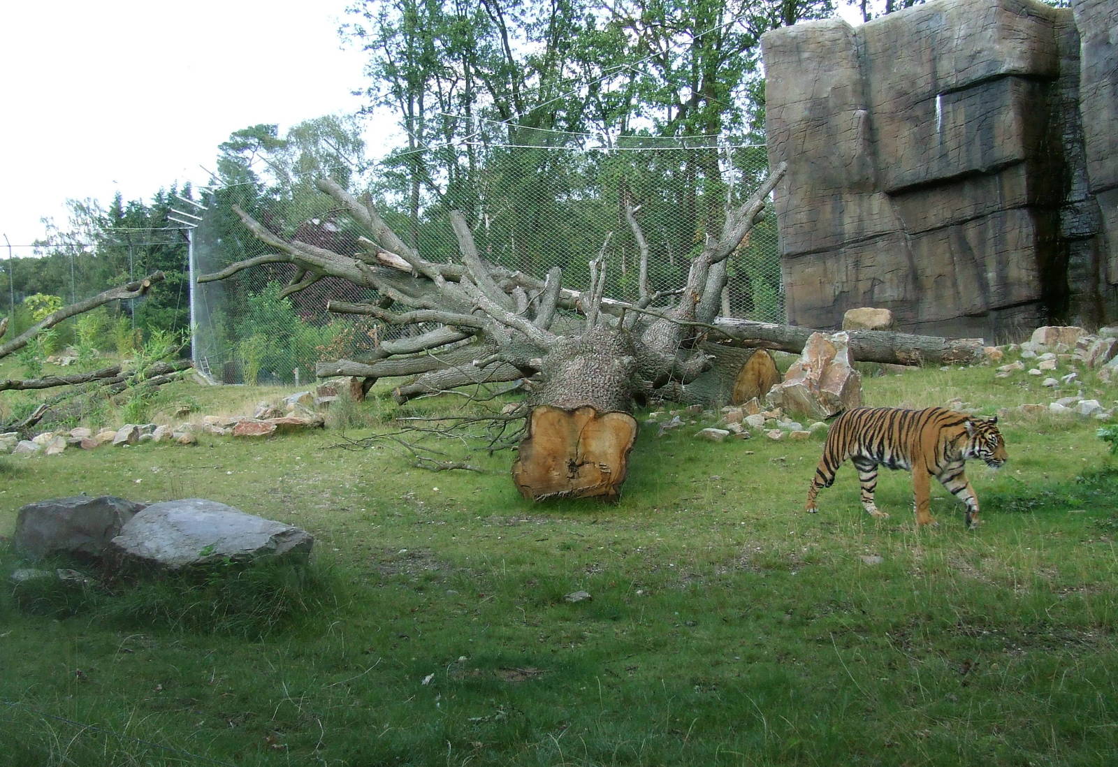 Sumatran Tiger exhibit photos, Burgers Rimba