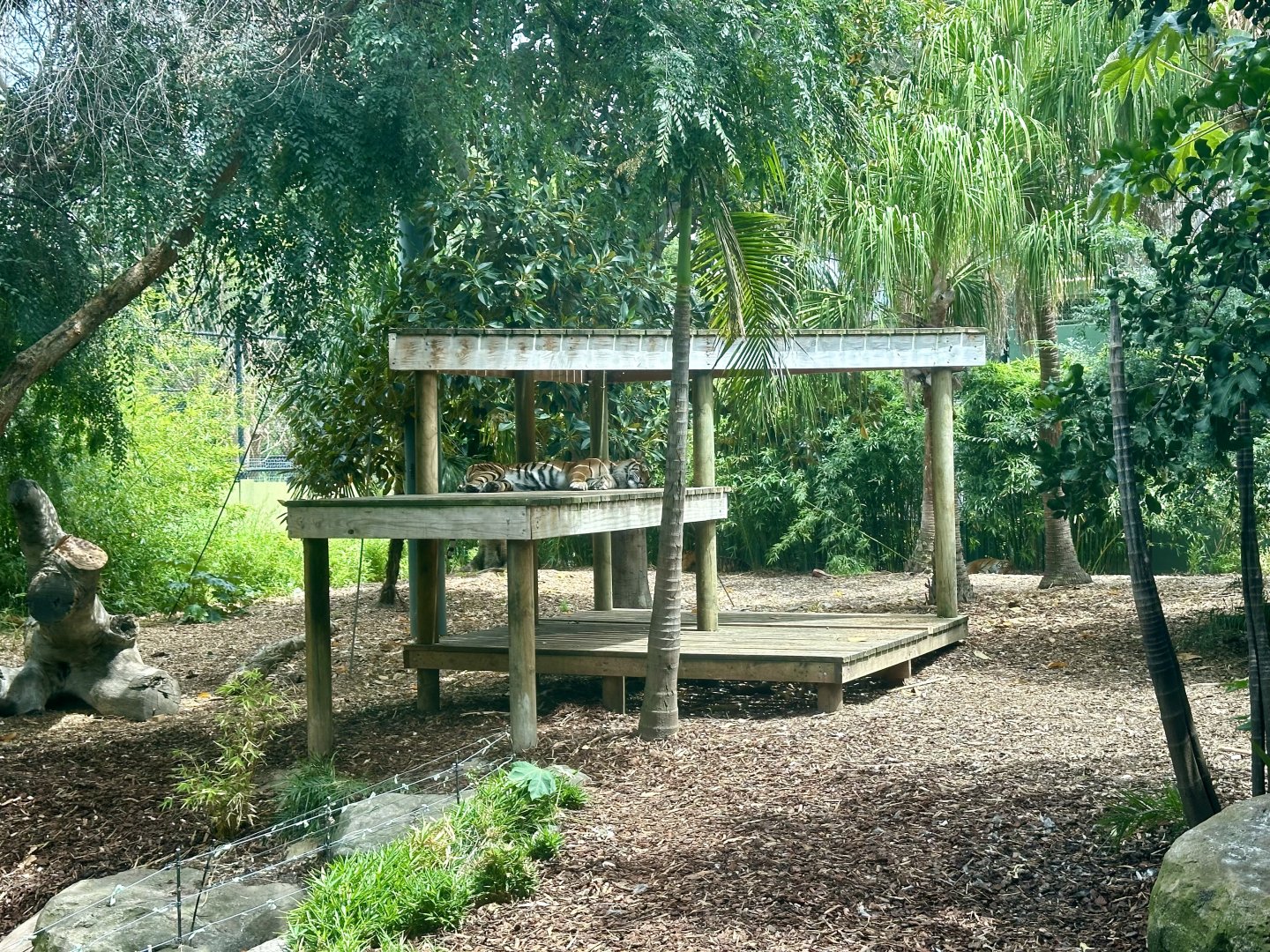 Sumatran Tiger Exhibit - Platform