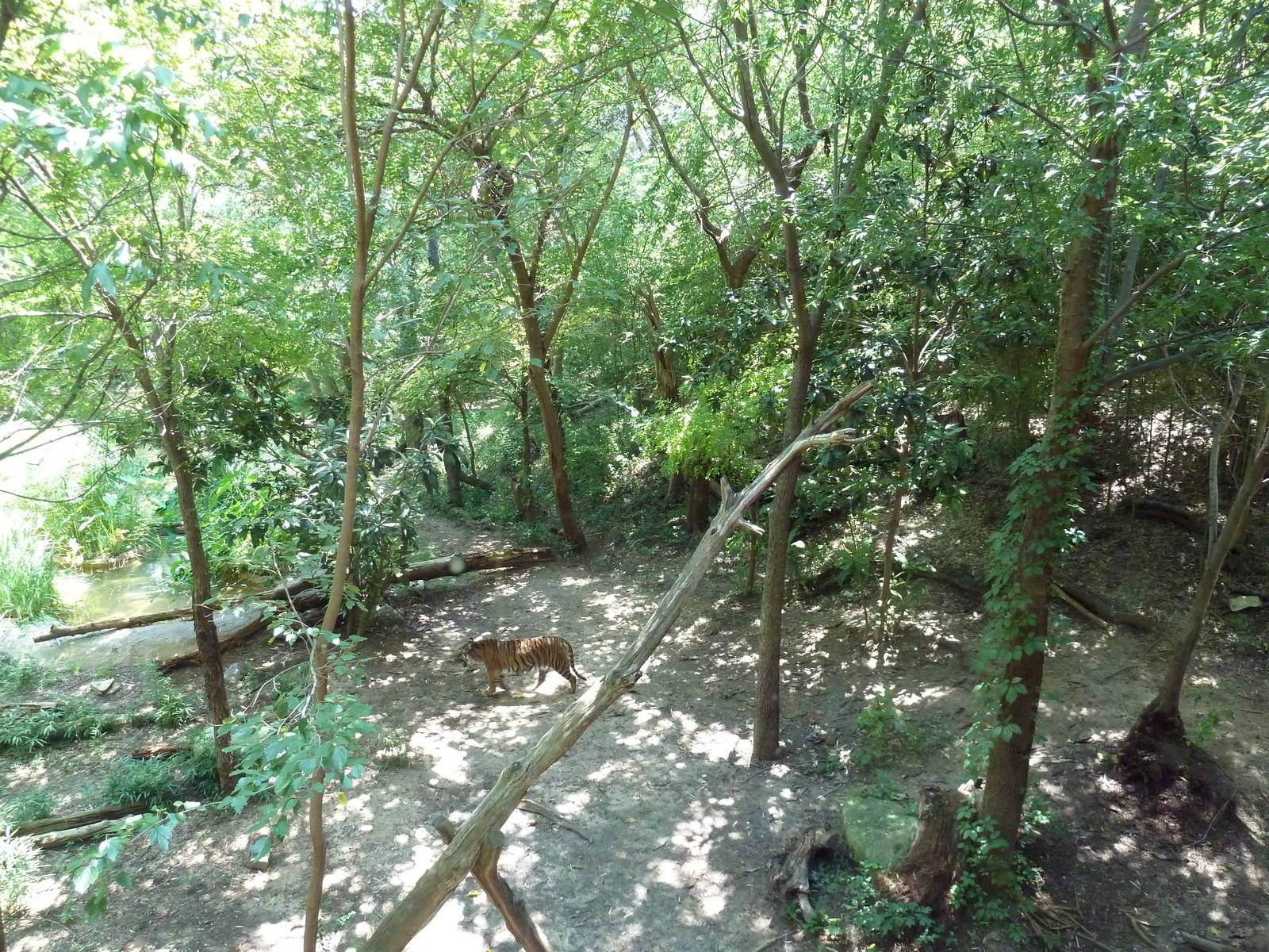 Sumatran Tiger Exhibit - See The Tiger?