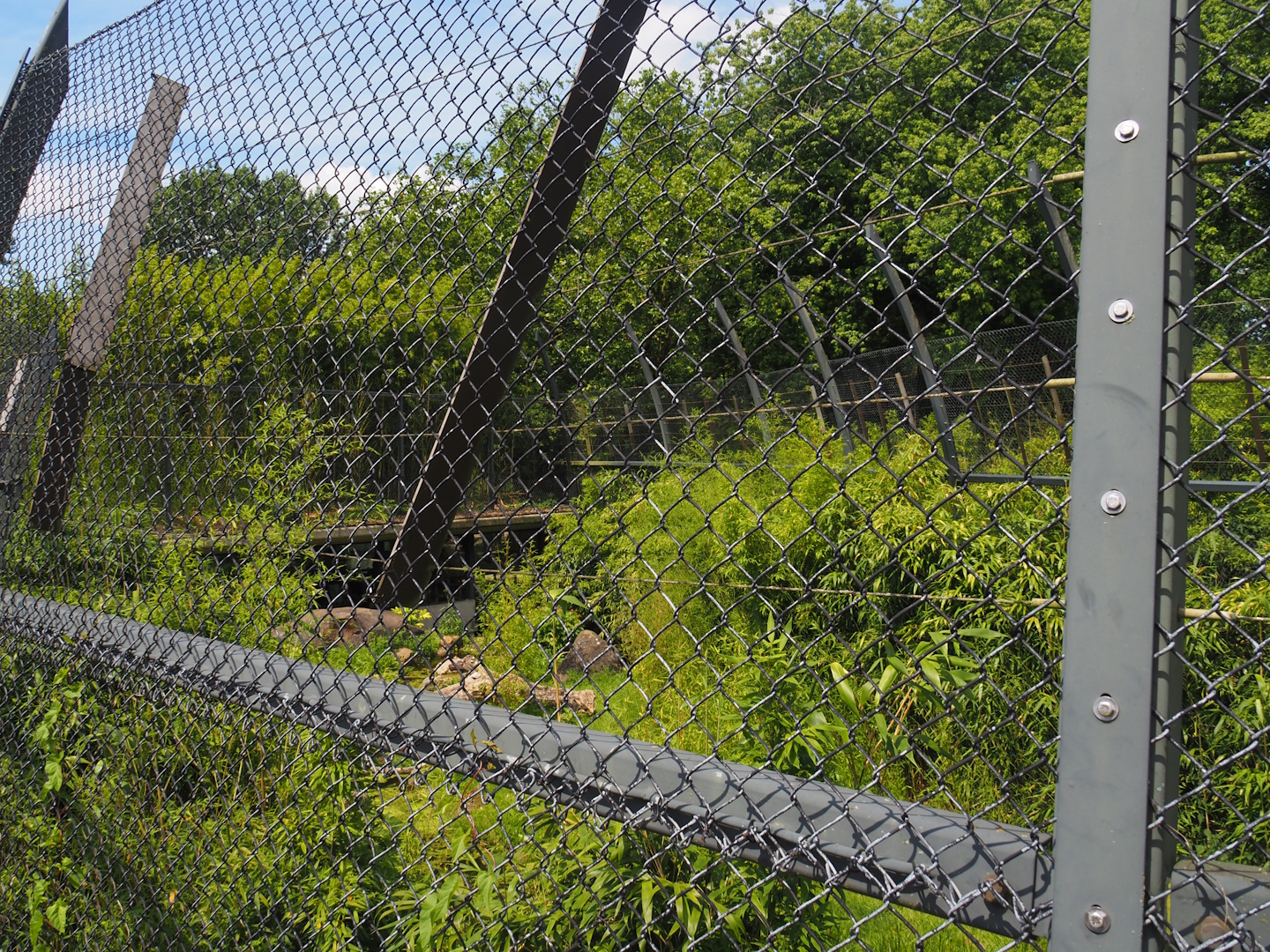 Sumatran tiger exhibit seen the historical bridge, 2024-06-30