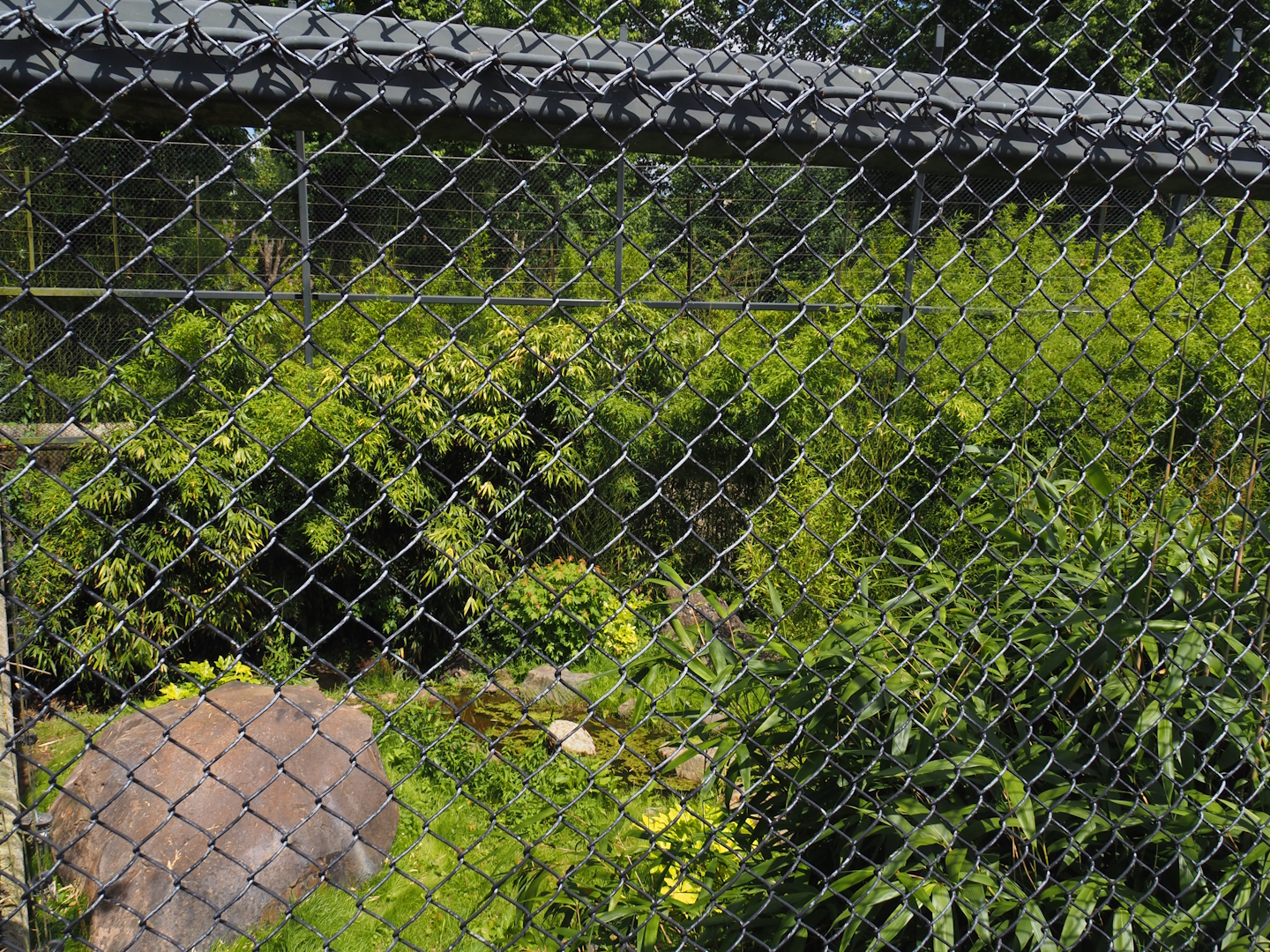 Sumatran tiger exhibit seen the historical bridge, 2024-06-30