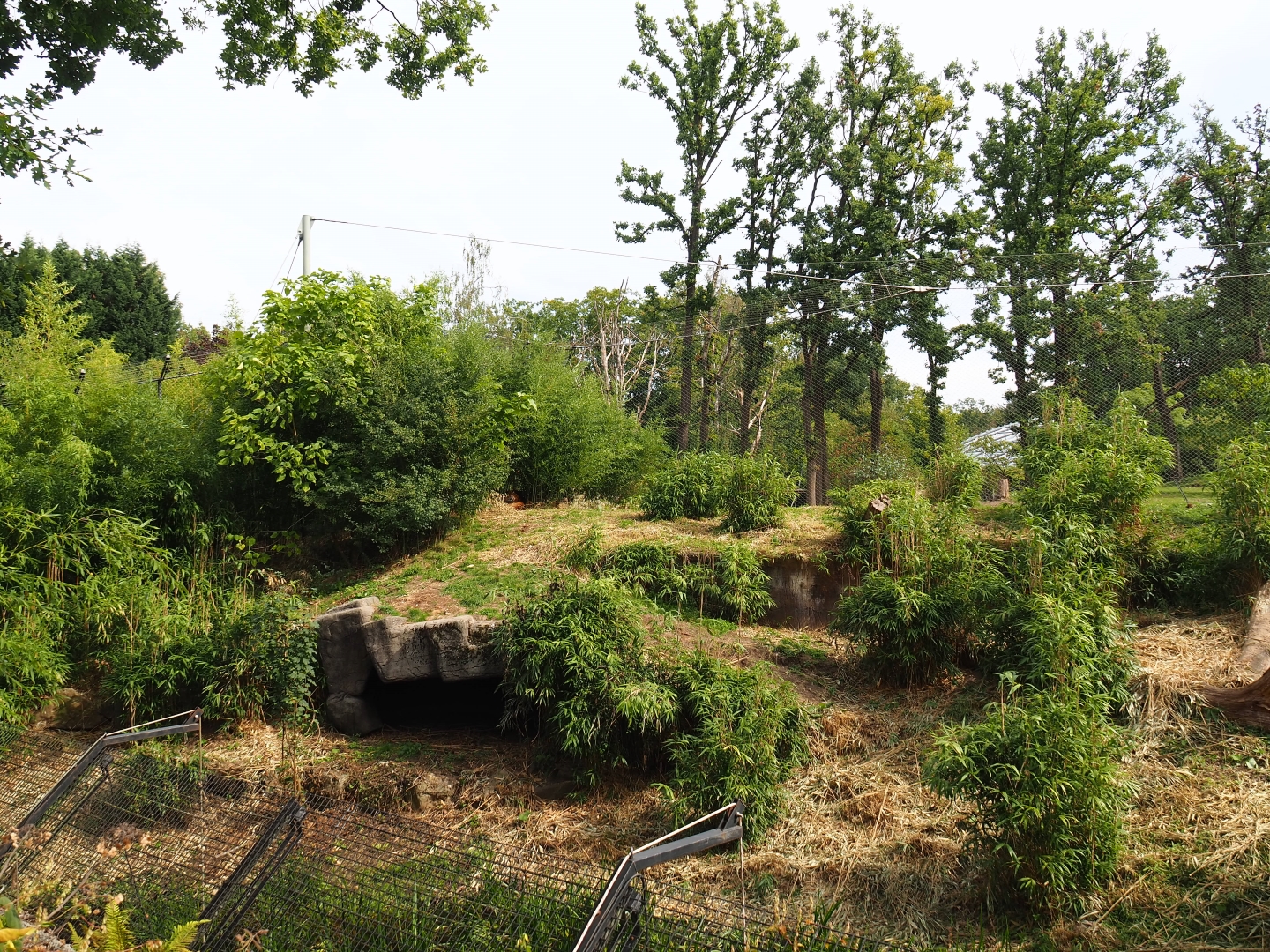 Sumatran tiger exhibit (Sep 16th, 2018)