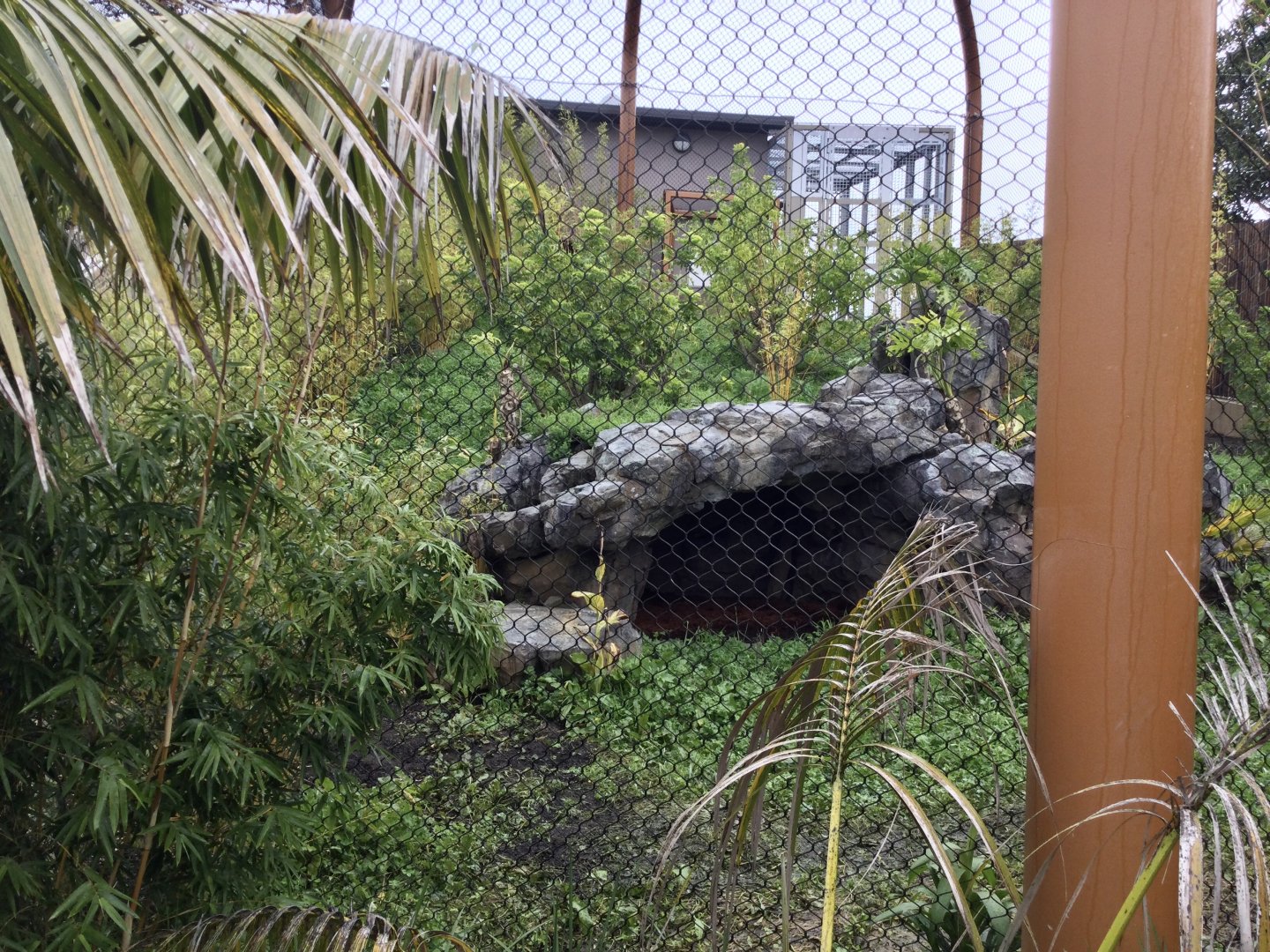 Sumatran Tiger Exhibit (Small) - BOH Cages Completed