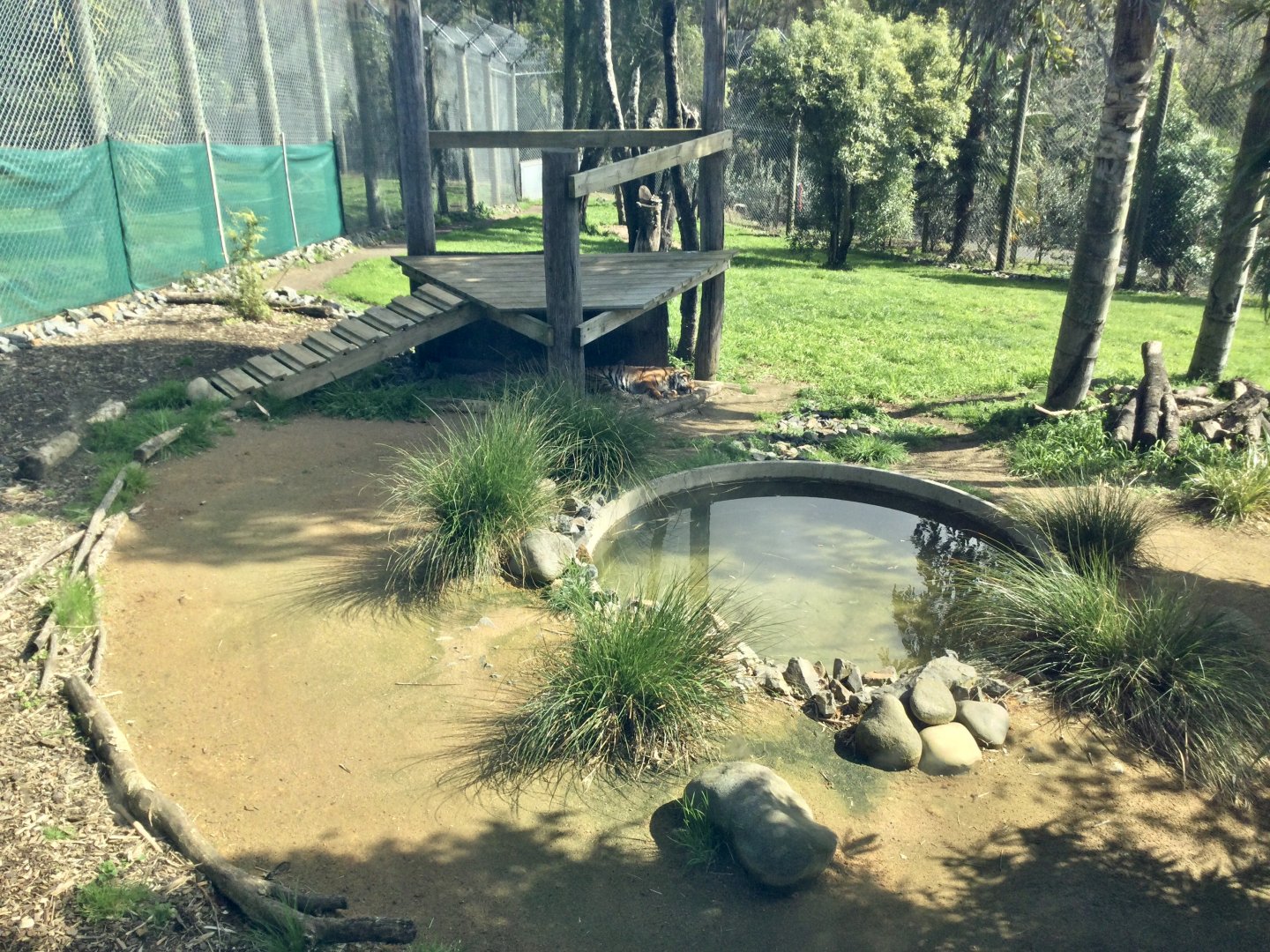 Sumatran Tiger Exhibit (Small)