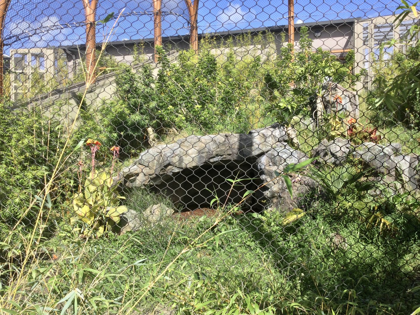 Sumatran Tiger Exhibit (Small)