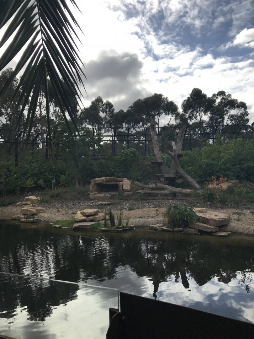 Sumatran tiger exhibit( snow leopard ridge)