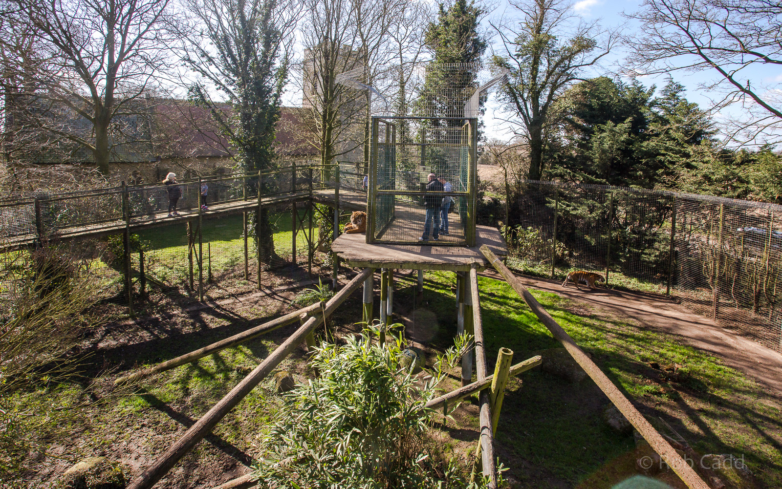 Sumatran tiger (exhibit) : Thrigby Hall : 25 Mar 2016