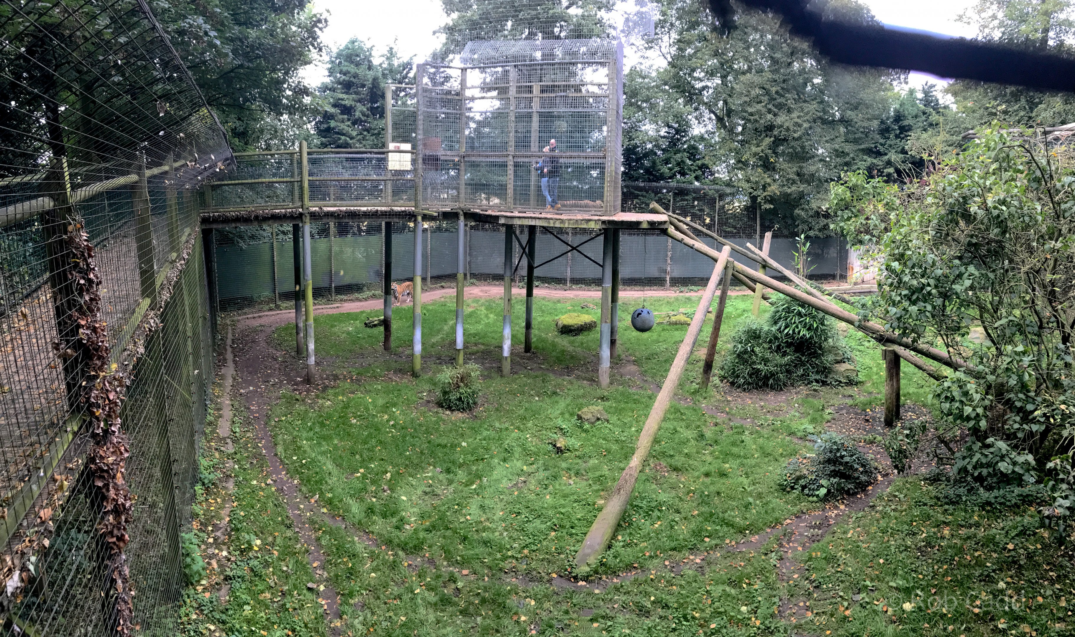 Sumatran tiger (exhibit) : Thrigby Hall : 26 Sep 2017