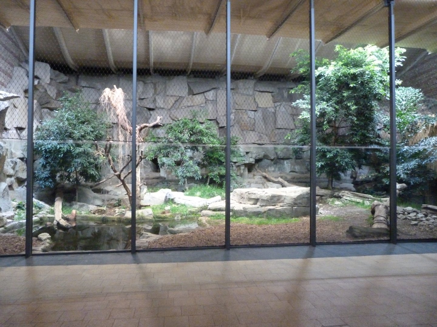 Sumatran tiger exhibit -Tierpark Berlin (2024)