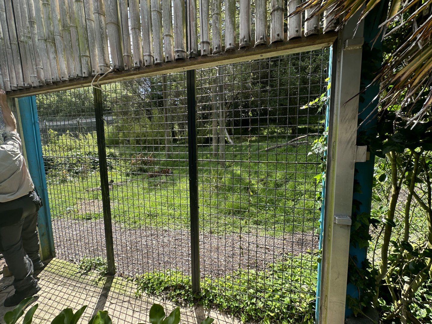Sumatran Tiger Exhibit - Training Wall