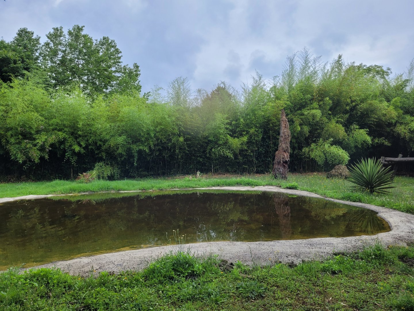 Sumatran tiger exhibit -Zoo du bassin d'Arcachon (2024)