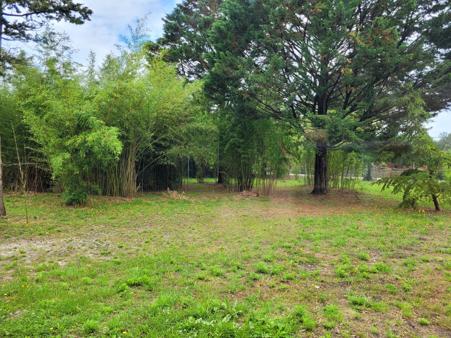 Sumatran tiger exhibit -Zoo du bassin d'Arcachon (2024)