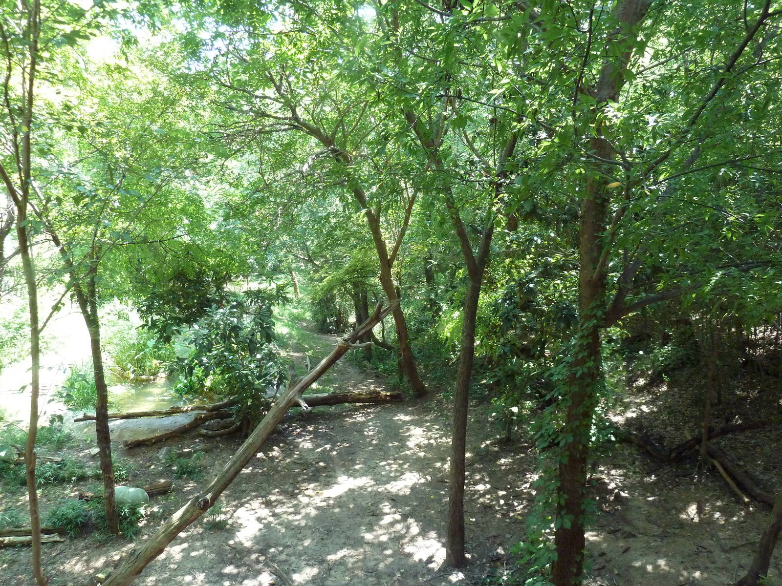 Sumatran Tiger Exhibit