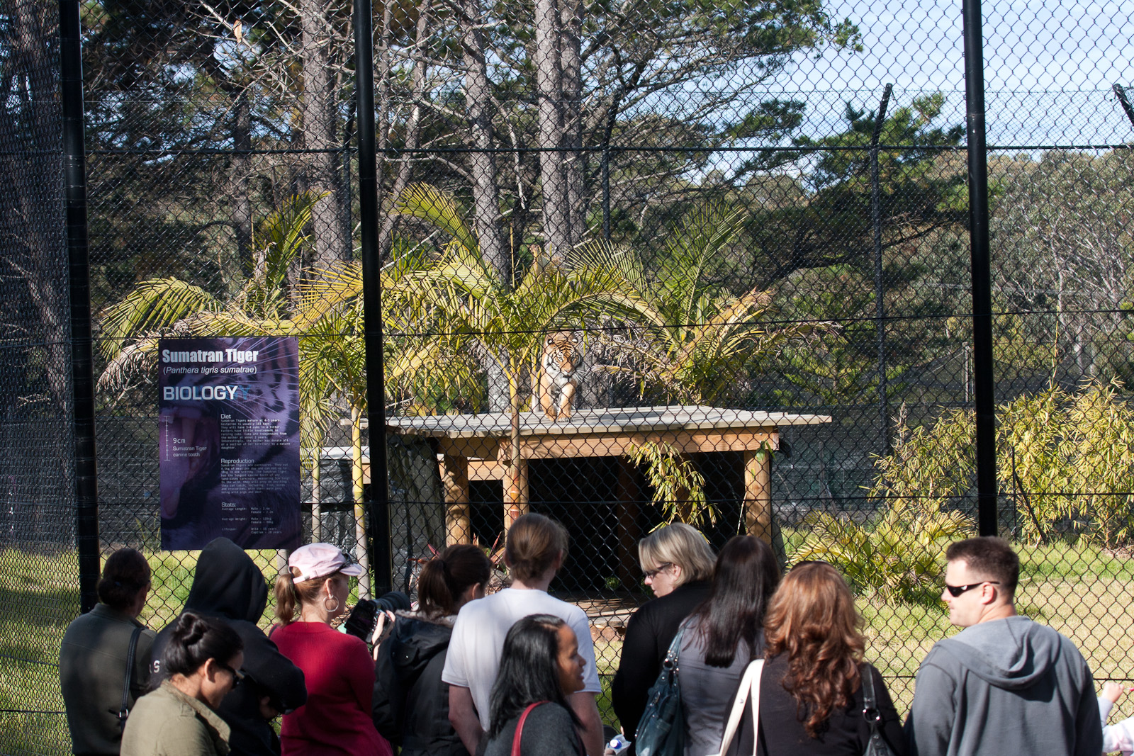 Sumatran Tiger exhibit
