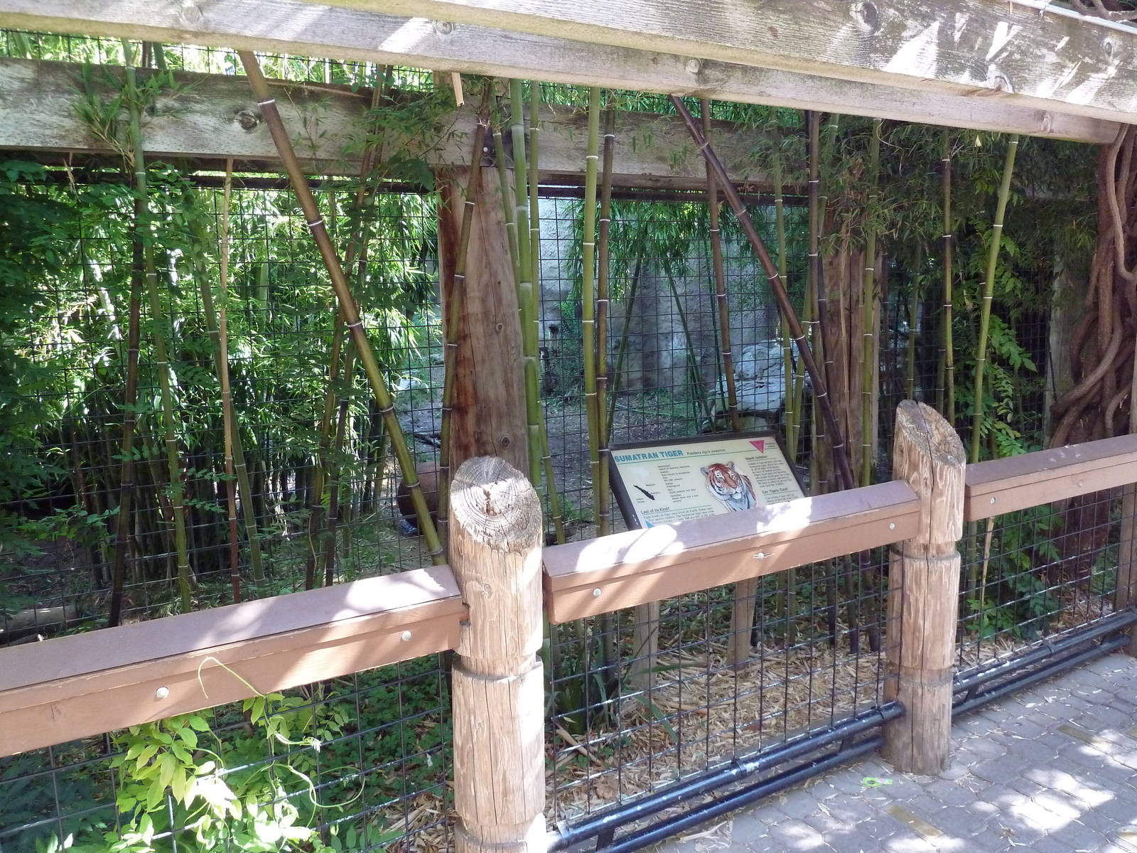 Sumatran Tiger Exhibit