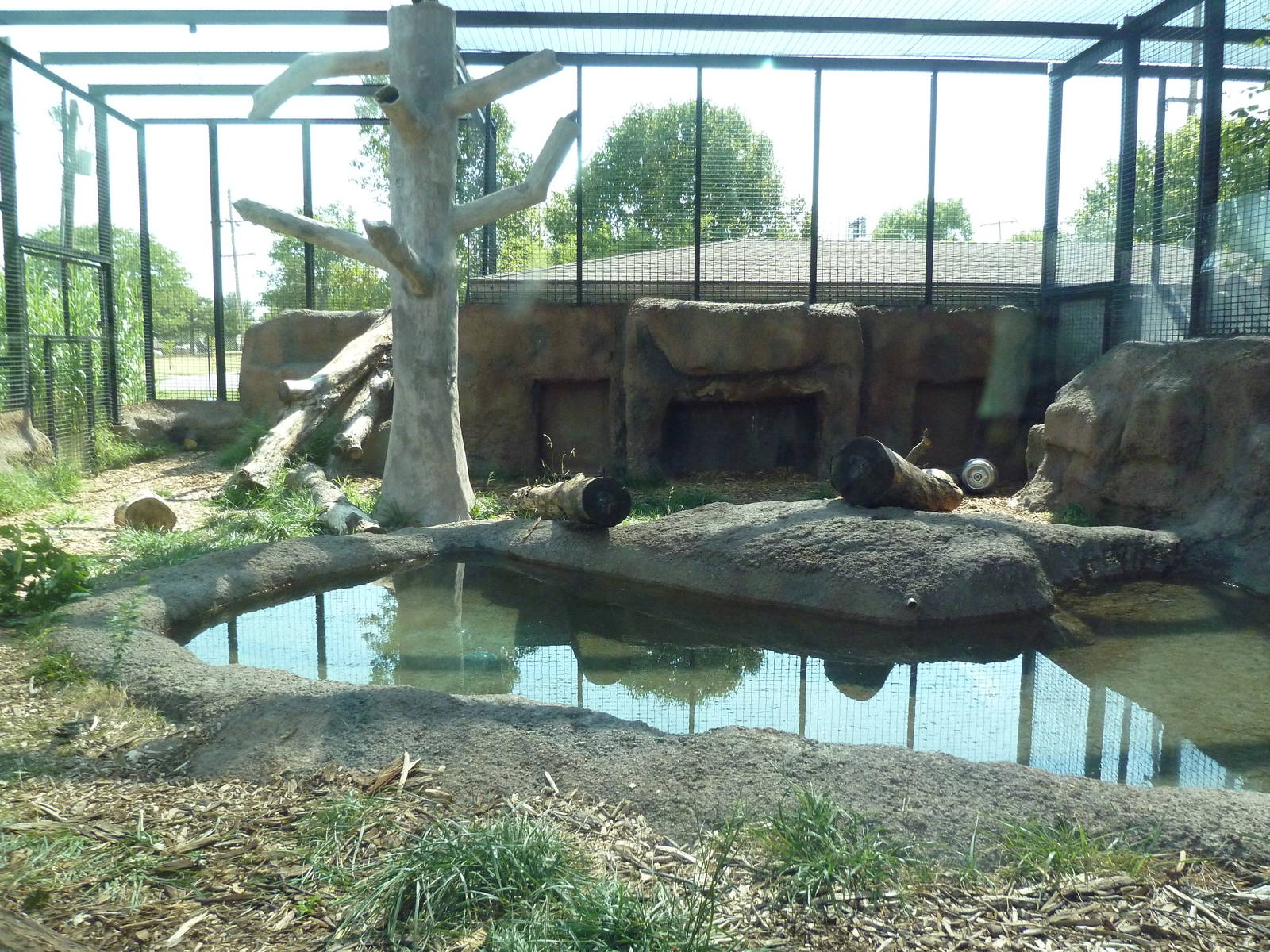 Sumatran Tiger Exhibit