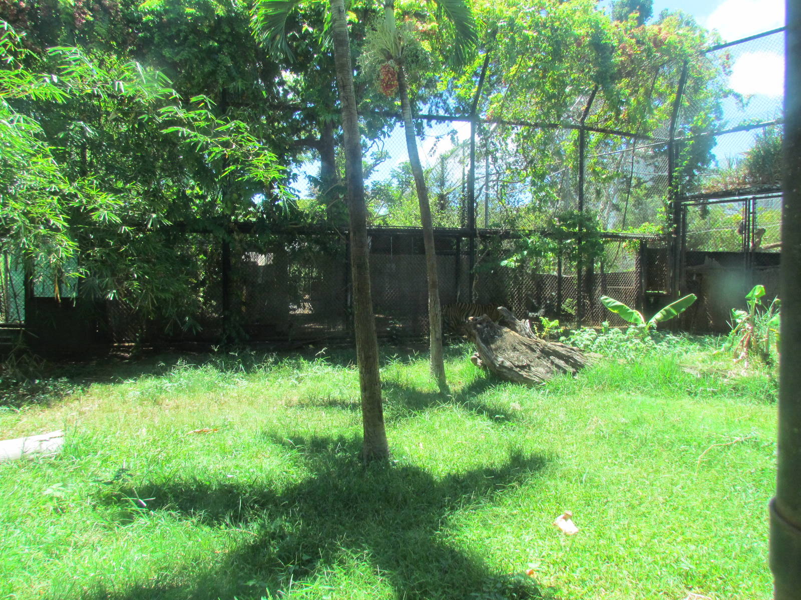 Sumatran Tiger Exhibit