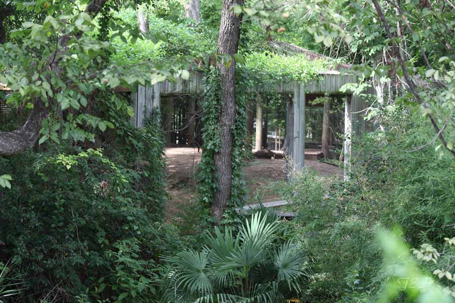 sumatran tiger exhibit