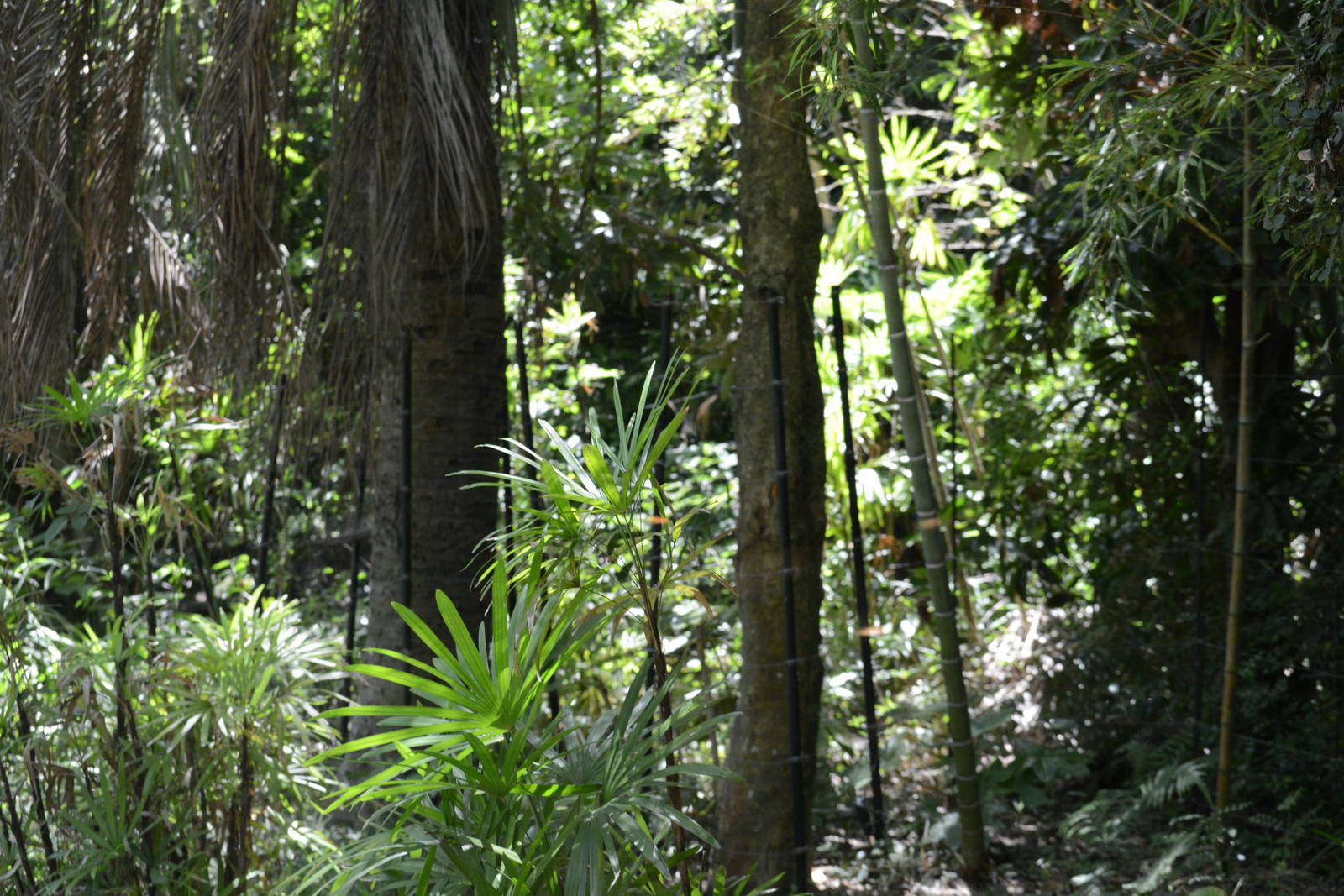 Sumatran tiger exhibit