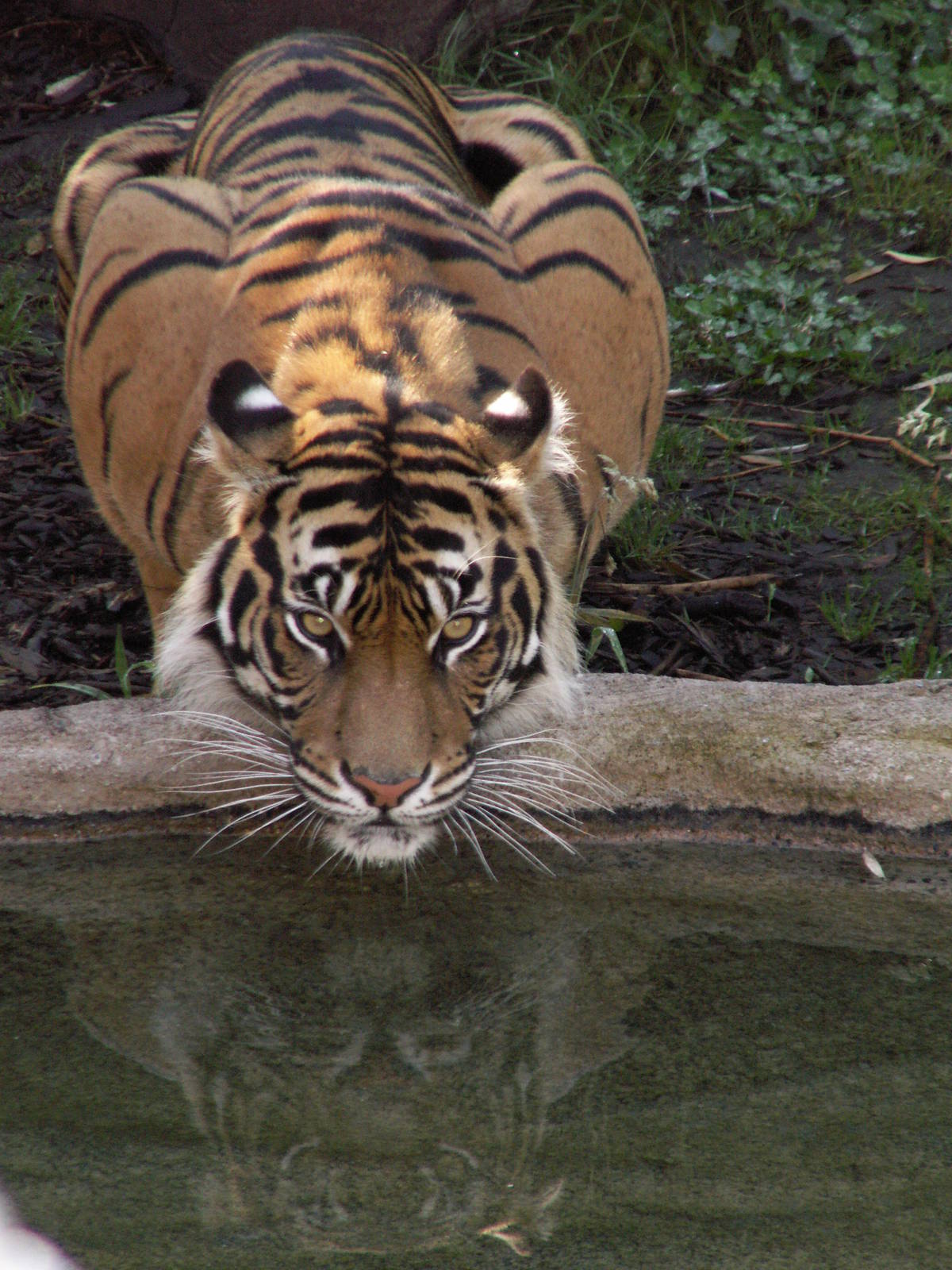 sumatran tiger exhibit