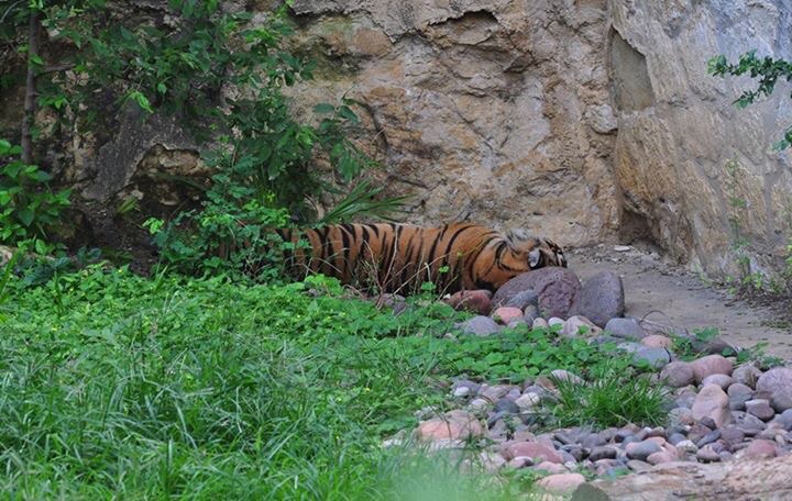 Sumatran Tiger Exhibit